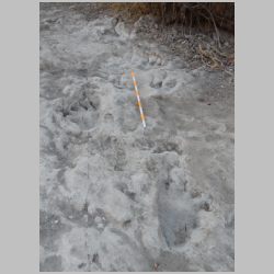 DSCN0389cr Best juv sauropod.jpg